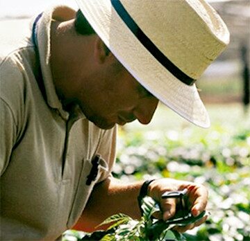 【マニアが選ぶ】ブラジルコーヒーおすすめランキング9選！実際に飲んだおいしい豆はこれ